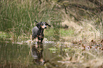 shorthaired Dachshund