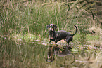 shorthaired Dachshund