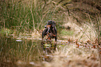 shorthaired Dachshund