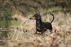 shorthaired Dachshund