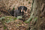 shorthaired Dachshund