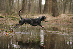 shorthaired Dachshund