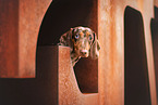 shorthaired Dachshund