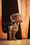 shorthaired Dachshund