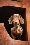 shorthaired Dachshund