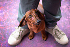 shorthaired Dachshund