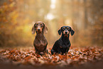 shorthaired Dachshund at autumn