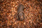 shorthaired Dachshund at autumn