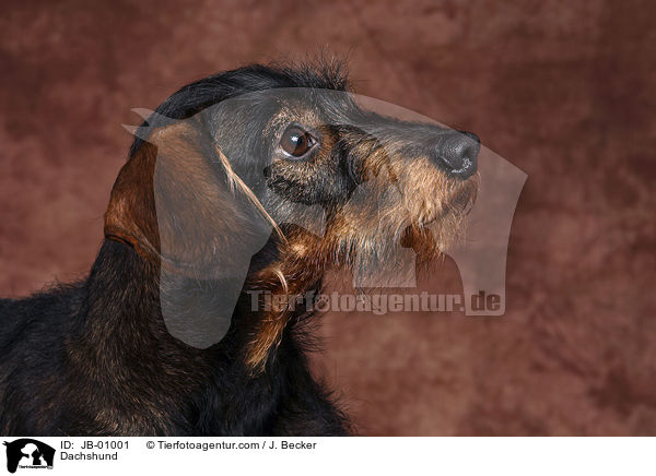 Rauhaardackel / Dachshund / JB-01001