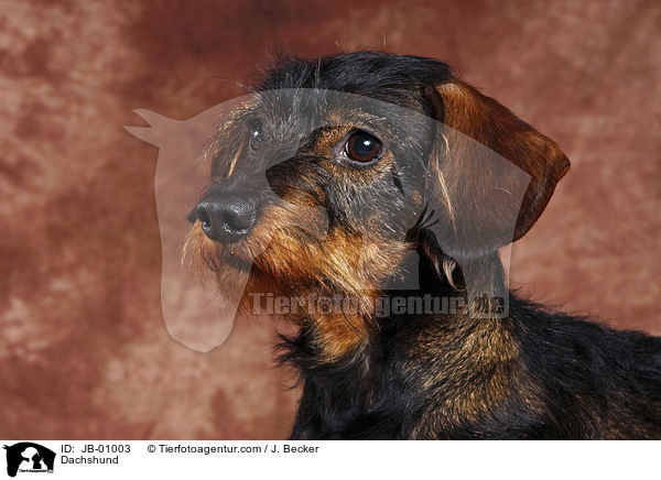 Rauhaardackel / Dachshund / JB-01003