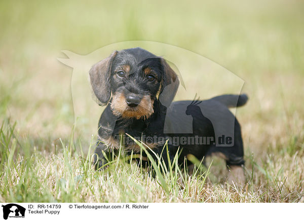 Rauhaardackel Welpe / Teckel Puppy / RR-14759