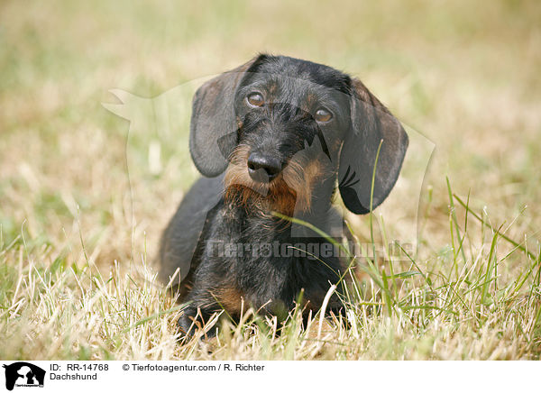 Dackel / Dachshund / RR-14768