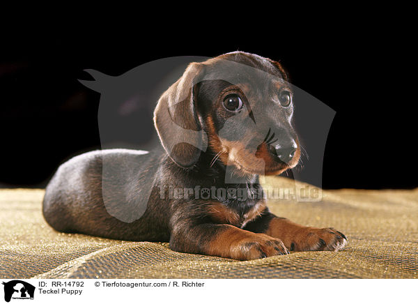 Rauhaardackel Welpe / Teckel Puppy / RR-14792