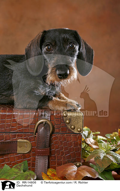 Dackel / Dachshund / RR-14806