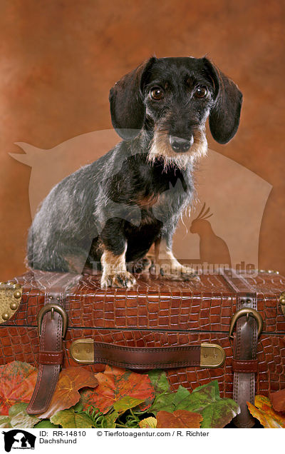 Dackel / Dachshund / RR-14810