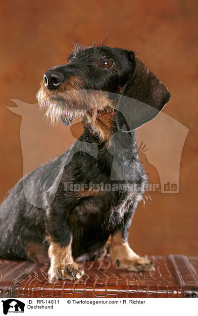 Dackel / Dachshund / RR-14811