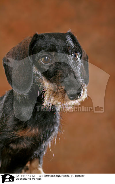 Dackel Portrait / Dachshund Portrait / RR-14813