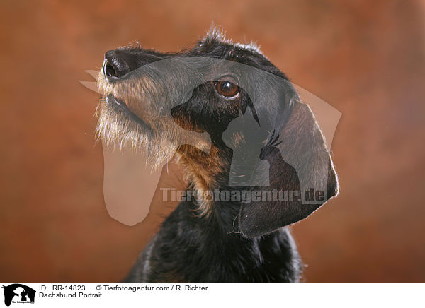 Dackel Portrait / Dachshund Portrait / RR-14823