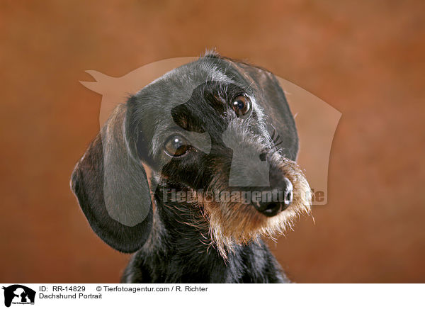 Dackel Portrait / Dachshund Portrait / RR-14829