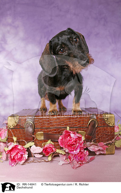 Dackel / Dachshund / RR-14841