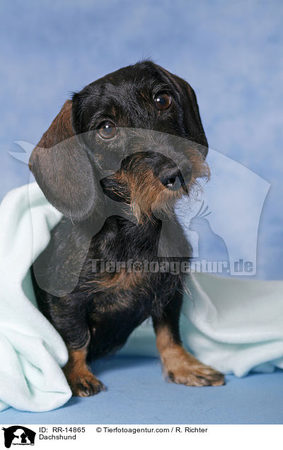 Dackel / Dachshund / RR-14865