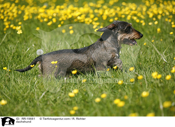 Rauhaardackel / dachshund / RR-19881