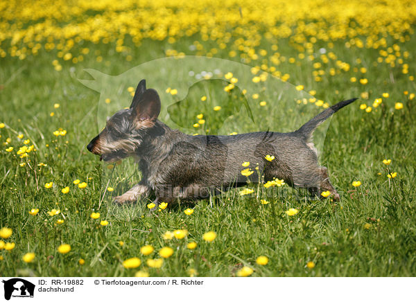 Rauhaardackel / dachshund / RR-19882