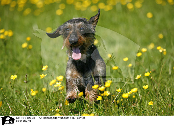 Rauhaardackel / dachshund / RR-19888