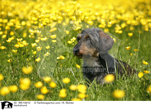 Rauhaardackel / dachshund / RR-19910