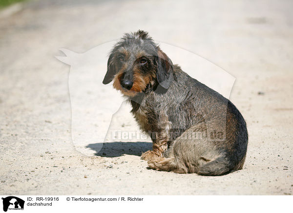 Rauhaardackel / dachshund / RR-19916