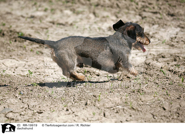 Rauhaardackel / dachshund / RR-19919