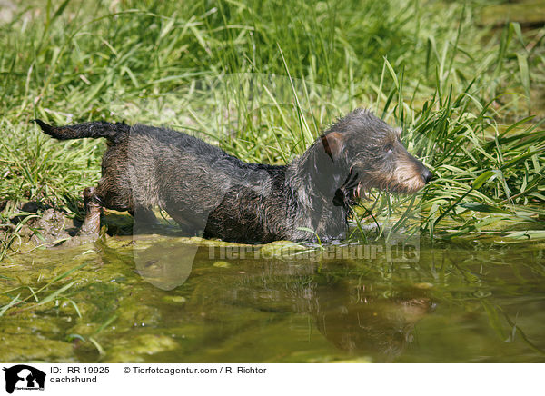 Rauhaardackel / dachshund / RR-19925