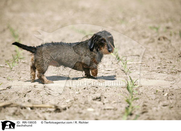 Rauhaardackel / dachshund / RR-19935