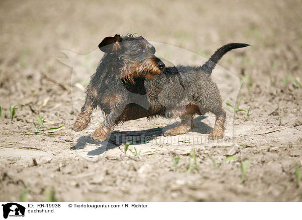 Rauhaardackel / dachshund / RR-19938