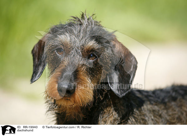 Rauhaardackel / dachshund / RR-19940