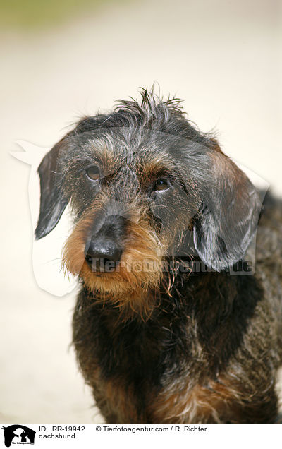 Rauhaardackel / dachshund / RR-19942