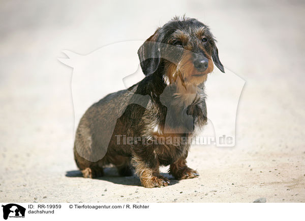 Rauhaardackel / dachshund / RR-19959