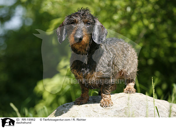 Rauhaardackel / dachshund / RR-19962