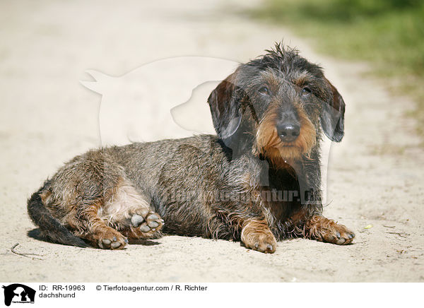 Rauhaardackel / dachshund / RR-19963