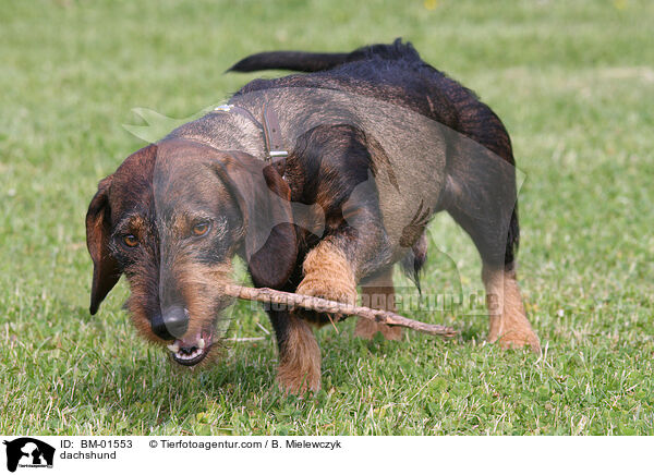 Rauhaardackel / dachshund / BM-01553