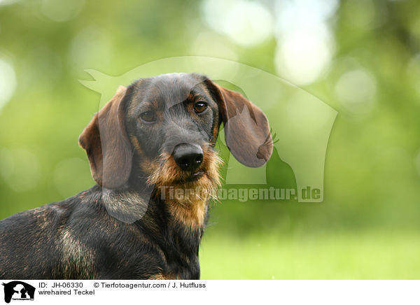 Rauhaardackel / wirehaired Teckel / JH-06330