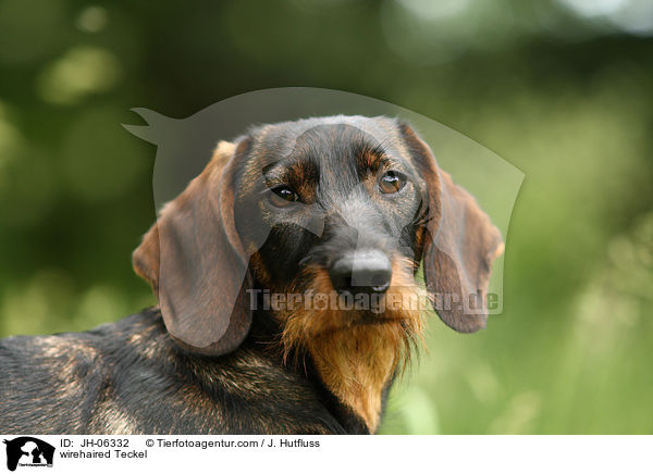 Rauhaardackel / wirehaired Teckel / JH-06332