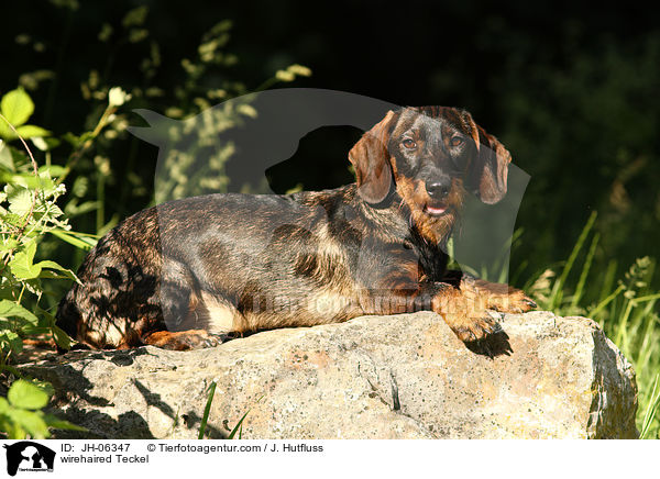 Rauhaardackel / wirehaired Teckel / JH-06347