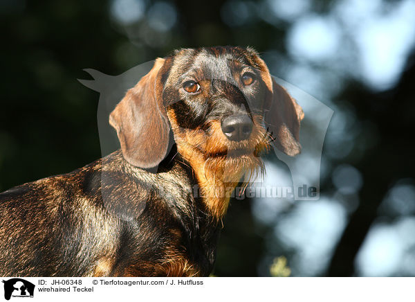 Rauhaardackel / wirehaired Teckel / JH-06348