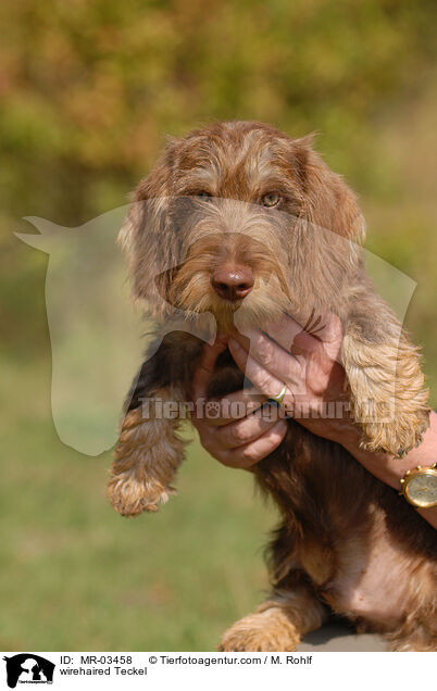 Rauhaardackel / wirehaired Teckel / MR-03458