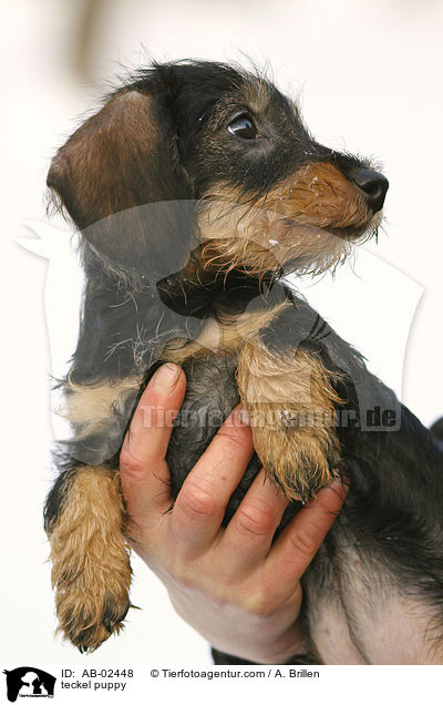 Rauhaardackel Welpe / teckel puppy / AB-02448