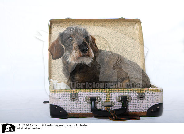 Rauhaardackel / wirehaired teckel / CR-01955