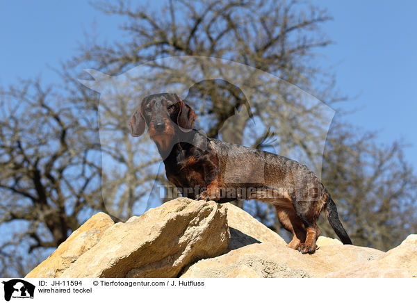 Rauhaardackel / wirehaired teckel / JH-11594