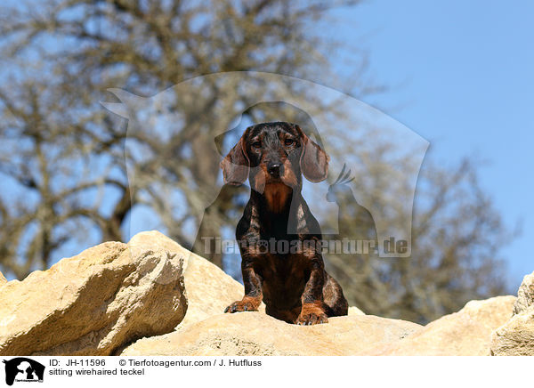 sitzender Rauhaardackel / sitting wirehaired teckel / JH-11596