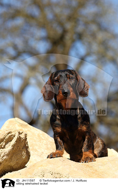 sitzender Rauhaardackel / sitting wirehaired teckel / JH-11597